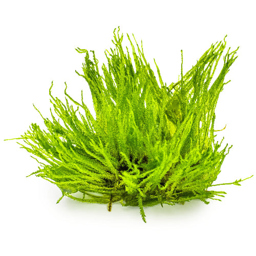 Spiky-Moos – Taxiphyllum sp. &