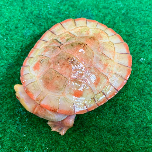 Rotbauch Spitzkopf Schildkröte - Emydura subglobosa  "Albino" Nachzucht 2025