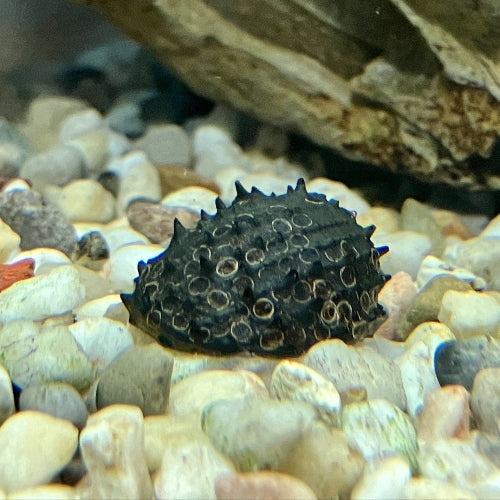 Stachelige Algenrennschnecke - Neritina juttingae