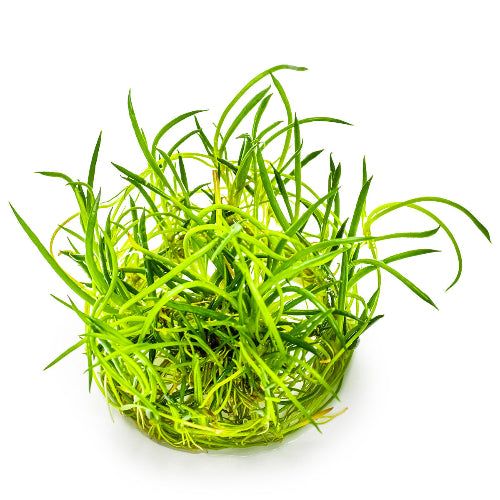 Strandling – Littorella uniflora