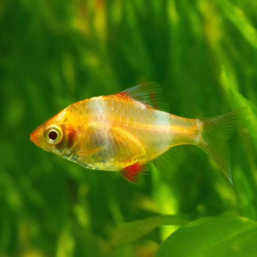 Sumatrabarbe - Barbus tetrazona "albino"