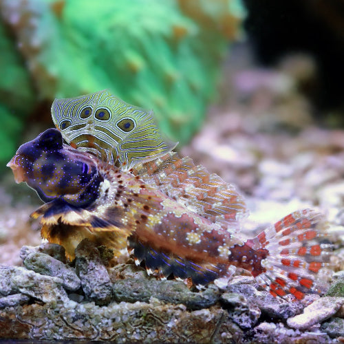 Augenfleck Mandarinfisch - Synchiropus ocellatus