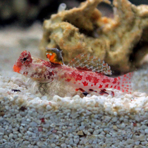 Stern Mandarinfisch - Synchiropus stellatus