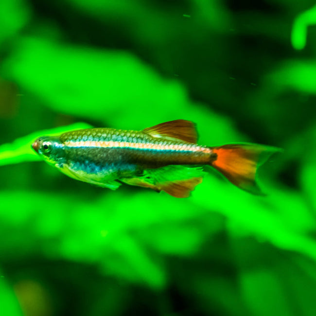 Kardinalfisch - Tanichthys albonubes "Schleier"