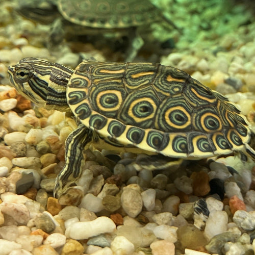 Karibische Schmuckschildkröte - Trachemys venusta