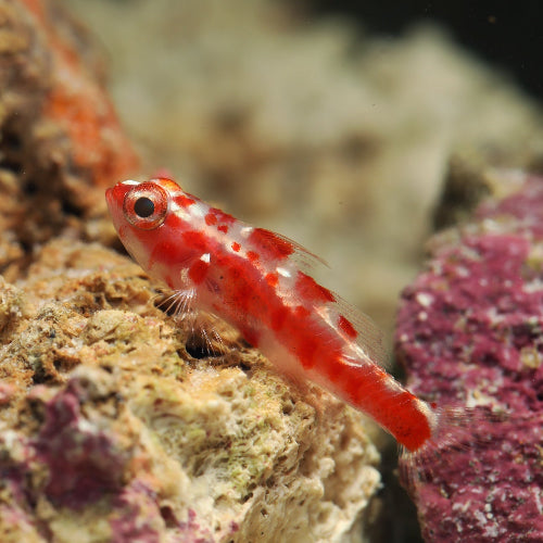 Rotgefleckte Zwerggrundel - Trimma rubromaculatus