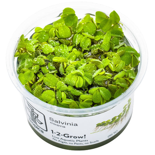 Kleiner Büschelfarn - Salvinia minima