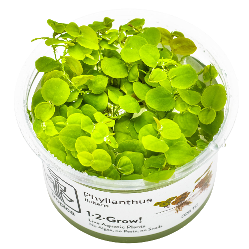 Schwimmende Wolfsmilch - Phyllanthus fluitans