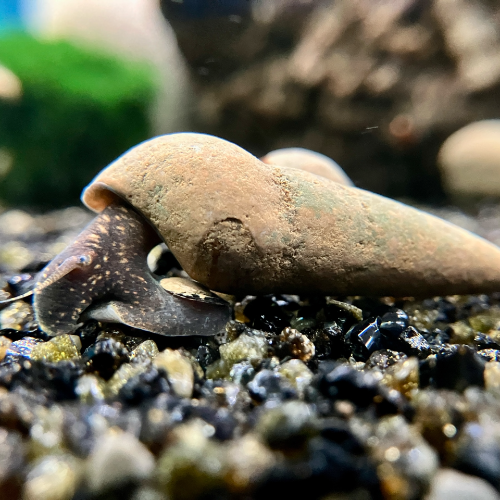 Donnerkeil Schnecke - Tylomelania towutensis
