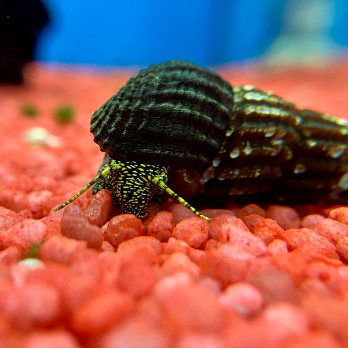 Turmdeckelschnecke - Tylomelania sp. "gelb gepunktet"