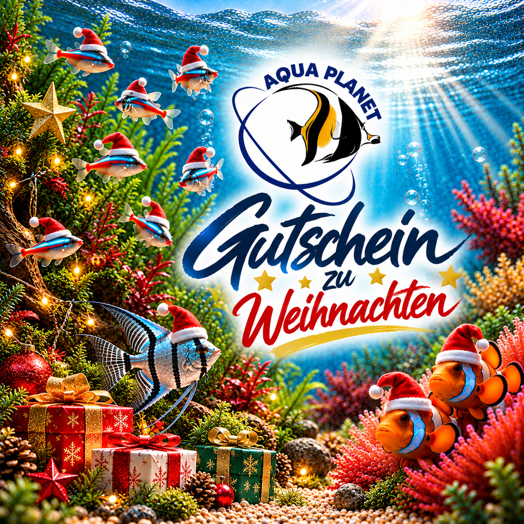 Gutschein Weihnachten
