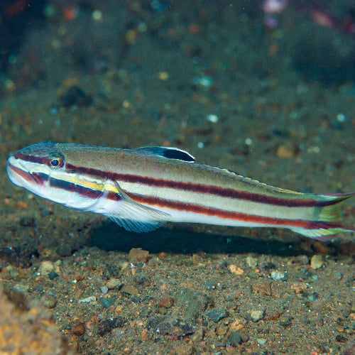 Doppelstreifen Sandgrundel - Valenciennea helsdingenii