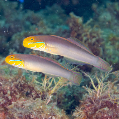 Goldstirn Sandgrundel - Valenciennea strigata PAAR