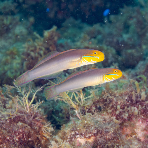 Goldstirn Sandgrundel - Valenciennea strigata PAAR