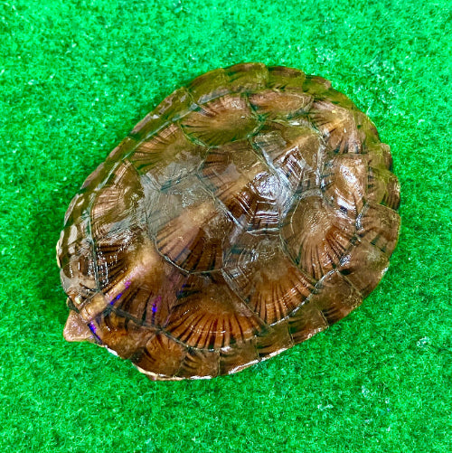 Vietnamesische Pfauenaugenschildkröte - Sacalia quadriocellata NZ 2025 RARITÄT