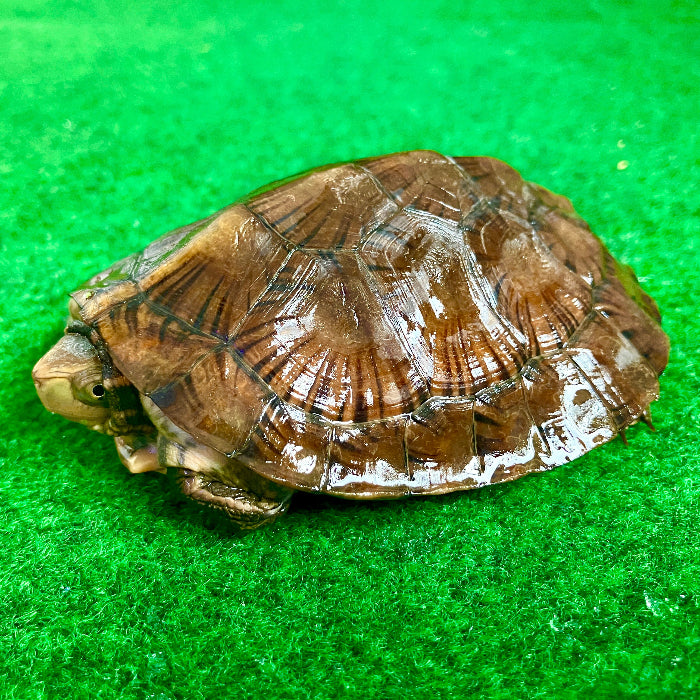Vietnamesische Pfauenaugenschildkröte - Sacalia quadriocellata NZ 2025 RARITÄT