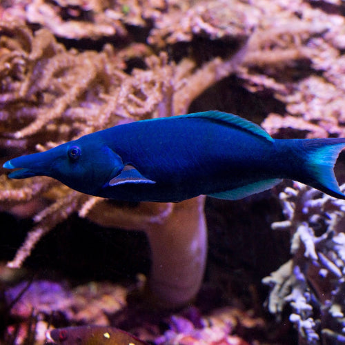 Blauer Vogel Lippfisch - Gomphosus caeruleus