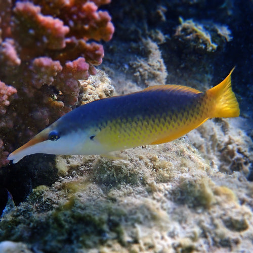 Blauer Vogel Lippfisch - Gomphosus caeruleus