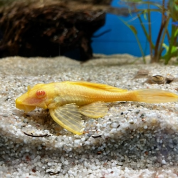 Wabenschilderwels - Glyptoperichthys gibbiceps "Albino"