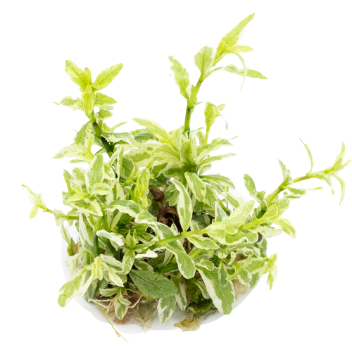 Weißbunter Wasserfreund - Hygrophila polysperma &