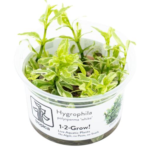 Weißbunter Wasserfreund - Hygrophila polysperma &