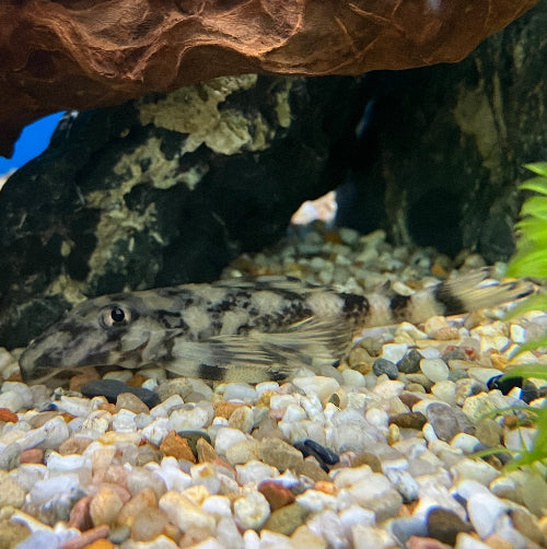 Schmetterlings Harnischwels - Dekeyseria picta L168