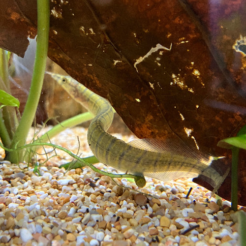 Zebrastachelaal- Mastacembelus zebrinus