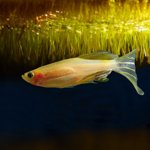Zebrabärbling - Danio rerio "gold Schleier"