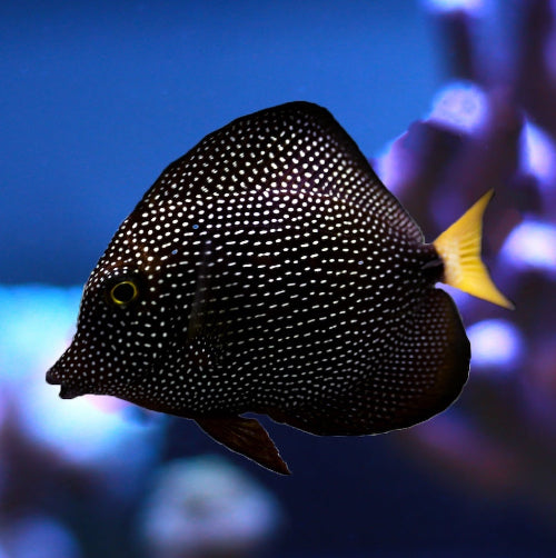 Mauritius Segelflossendoktor - Zebrasoma gemmatum