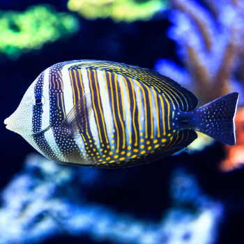 Pazifischer Segelflossendoktor - Zebrasoma veliferum