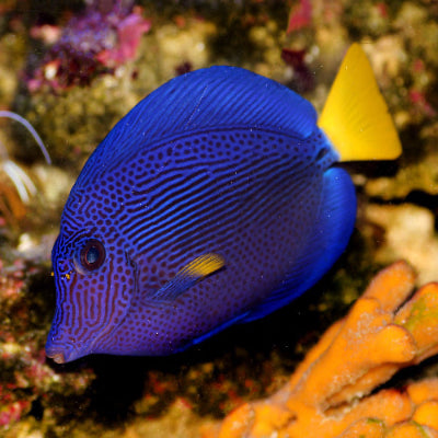 Rotmeer Doktorfisch - Zebrasoma xanthurum