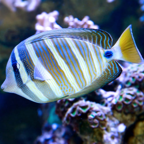 Indischer Segelflossendoktor - Zebrasoma desjardinii
