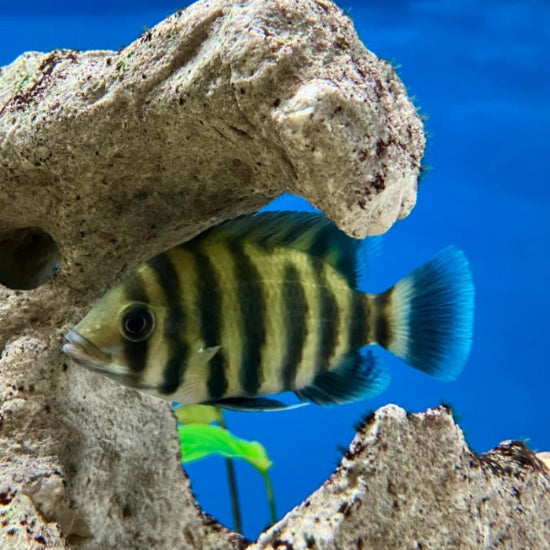 Zebratilapie - Heterotilapia buttikoferi