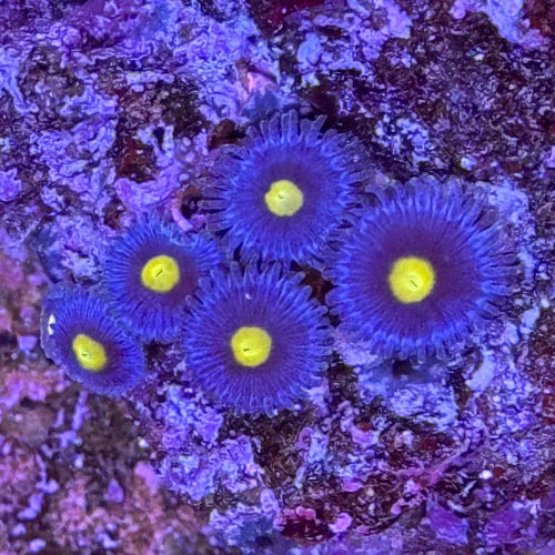 Krustenanemone - Zoanthus sp. "blau"