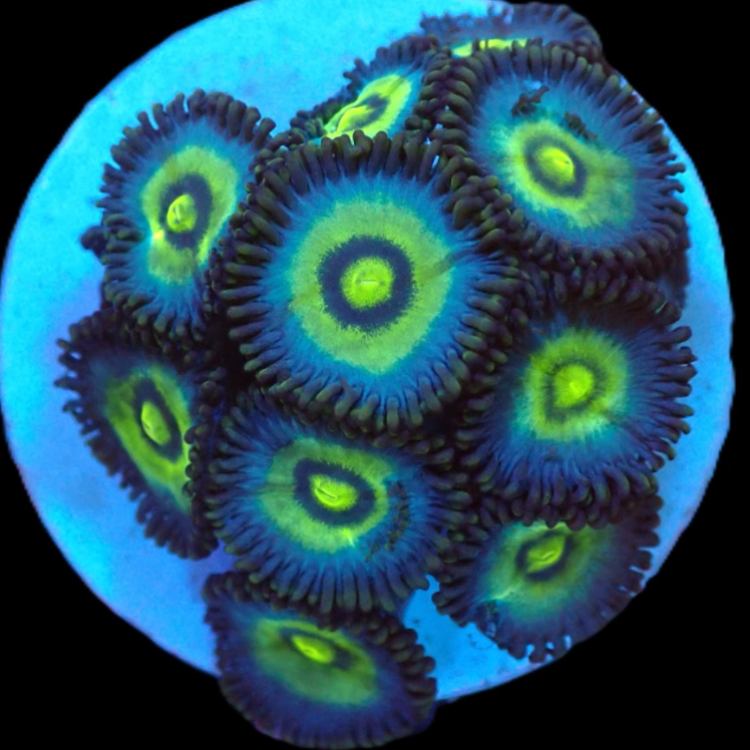 Krustenanemone - Zoanthus sp. "Blue Panama"