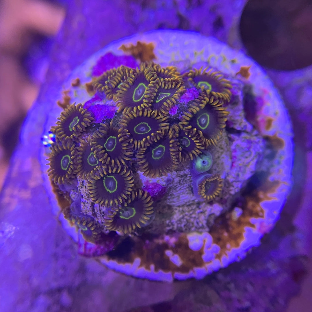 Krustenanemone - Zoanthus sp.