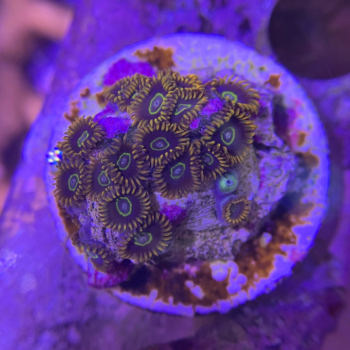 Krustenanemone - Zoanthus sp.