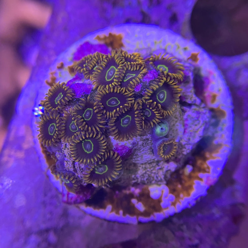 Krustenanemone - Zoanthus sp.