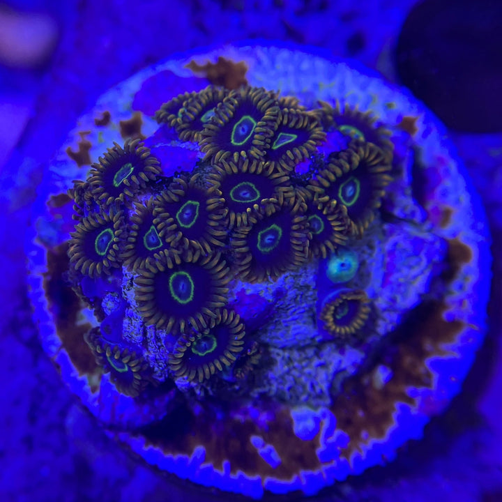 Krustenanemone - Zoanthus sp.