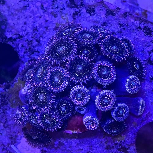 Krustenanemone - Zoanthus sp. "Stratosphere"