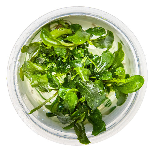 Zwerg Bucephalandra – Bucephalandra pygmaea "Bukit Kelam" In Vitro