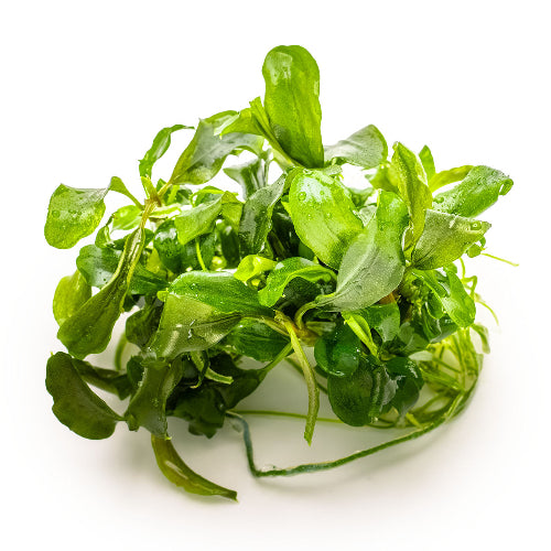 Zwerg Bucephalandra – Bucephalandra pygmaea "Bukit Kelam" In Vitro