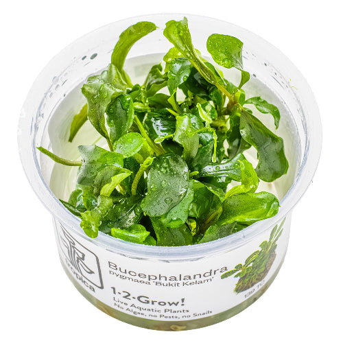 Zwerg Bucephalandra – Bucephalandra pygmaea "Bukit Kelam" In Vitro