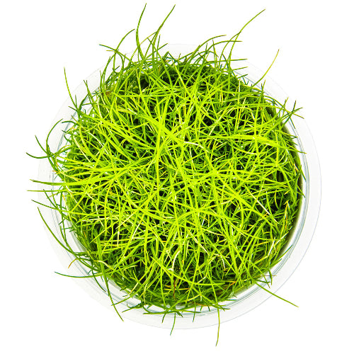 Zwergnadelsimse – Eleocharis pusilla "Mini"