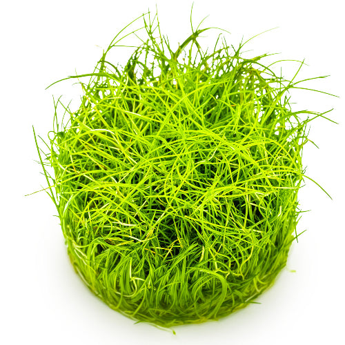 Zwergnadelsimse – Eleocharis pusilla "Mini"