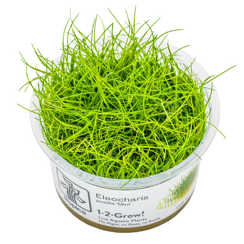 Zwergnadelsimse – Eleocharis pusilla "Mini"