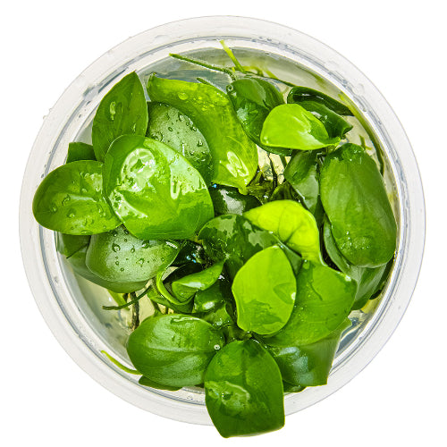 Zwergspeerblatt – Anubias barteri var. nana In-Vitro
