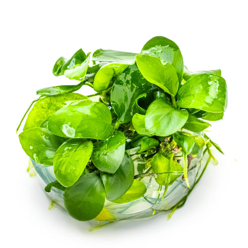 Zwergspeerblatt – Anubias barteri var. nana In-Vitro
