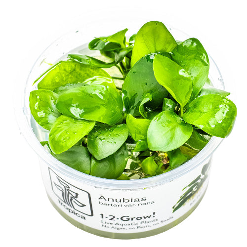 Zwergspeerblatt – Anubias barteri var. nana In-Vitro