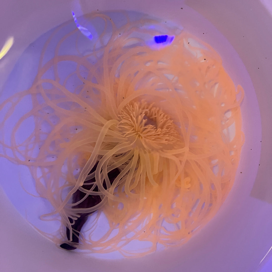 Zylinderrose - Ceriantharia sp. "Neon orange XXL"